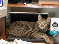 phoebe on laptop